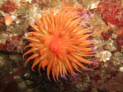 Pseudactinia