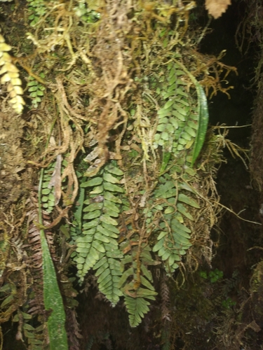 Alansmia laxa (Alansmia laxa)