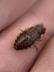 Synidotea laticauda