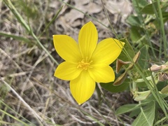 Zephyranthes filifolia
