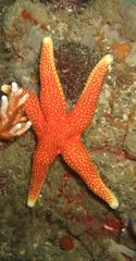 Fromia schultzei