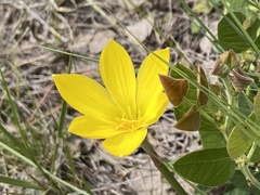 Zephyranthes filifolia