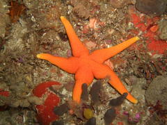 Fromia schultzei