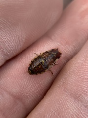 Synidotea laticauda