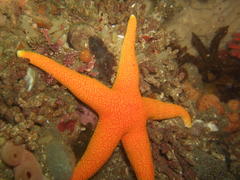 Fromia schultzei