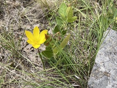 Zephyranthes filifolia