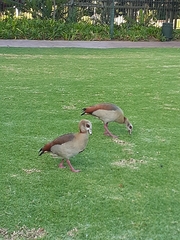 Alopochen aegyptiaca