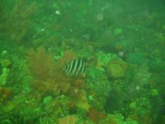 Diplodus hottentotus