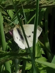 Pieris rapae