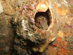 Parablennius pilicornis