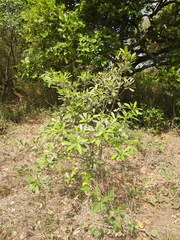 Daphnopsis americana