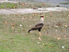 Caracara plancus