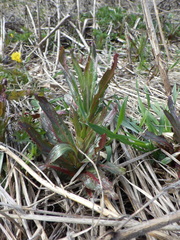Epilobium hirsutum
