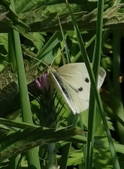 Pieris rapae