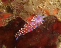 Paraflabellina funeka