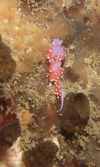 Paraflabellina funeka