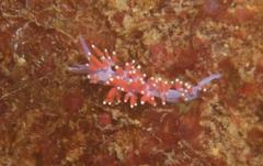 Paraflabellina funeka