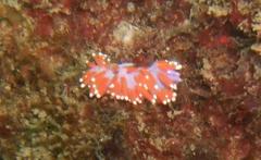 Paraflabellina funeka