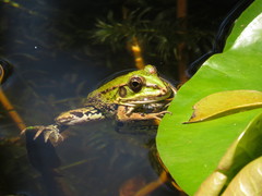 Pelophylax perezi