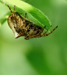 Gibbaranea bituberculata