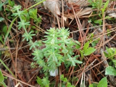 Galium maritimum