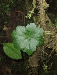 Hydrocotyle zongoana