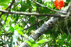 Saucerottia saucerottei