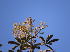 Didymopanax macrocarpus