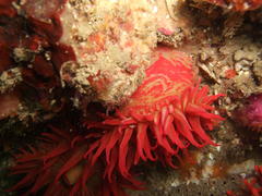 Pseudactinia