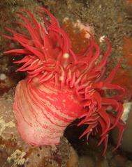 Pseudactinia