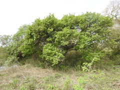 Coccoloba barbadensis