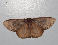 Metallaxis semipurpurascens