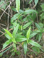Pentacalia