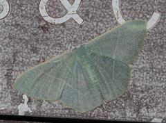 Pelagodes antiquadraria