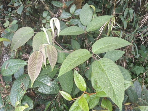 Rubus floribundus, photograph 4
