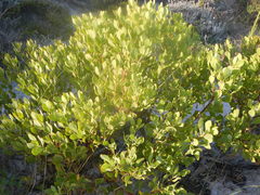 Pterocelastrus tricuspidatus