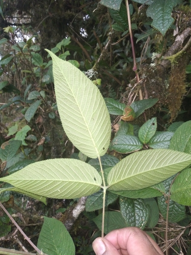 Rubus floribundus, photograph 5