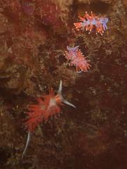 Paraflabellina funeka