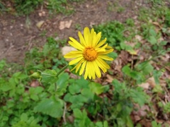 Doronicum pardalianches
