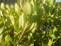 Pterocelastrus tricuspidatus