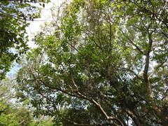 Daphnopsis americana