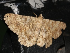 Racotis boarmiaria
