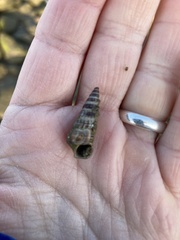 Cerithideopsis californica