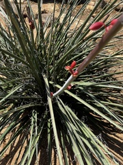 Hesperaloe