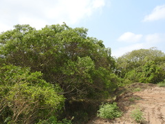 Daphnopsis americana