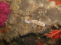 Hypselodoris capensis