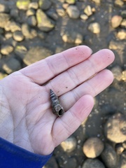 Cerithideopsis californica