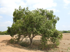 Daphnopsis americana