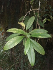 Pentacalia