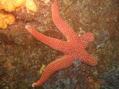 Fromia schultzei